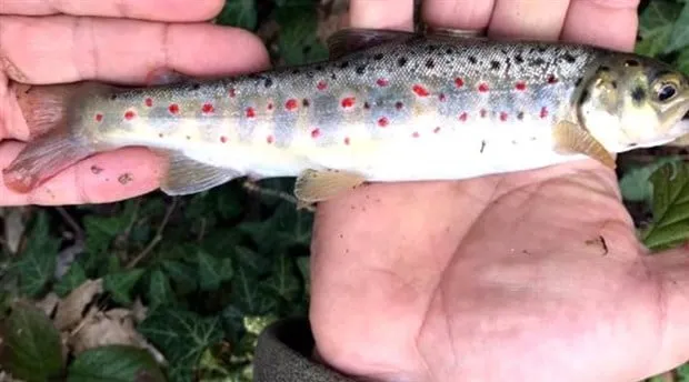 Tekman’ın Kırmızı Pullu Alabalığı Tehlikede: Acil Önlem Şart!