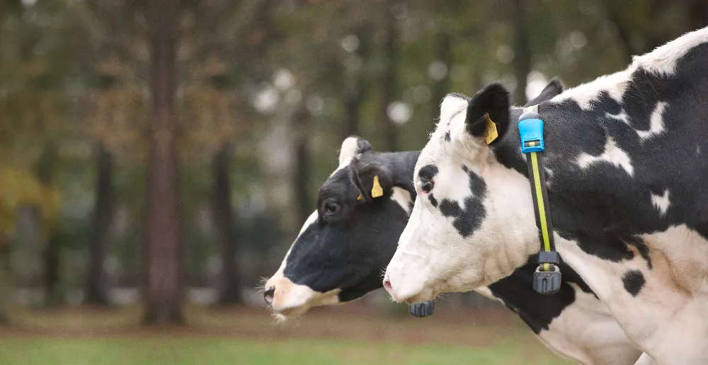 SenseHub Dairy ile Hayvancılıkta Verimlilik Artıyor, Gıda Güvenliği ve Arzı Destekleniyor