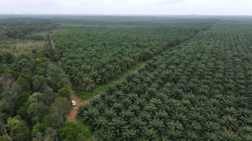 Dünya Bitkisel Yağ Arzının %40’ını Karşılayan Palm Yağında Sürdürülebilir Üretim Artıyor 