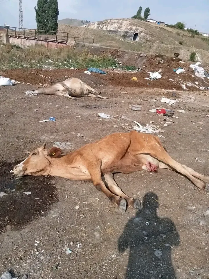 Kars’ta Şap Felaketi: Hayvanlar Gömülmek İçin Kepçe Sırasına Girdi!